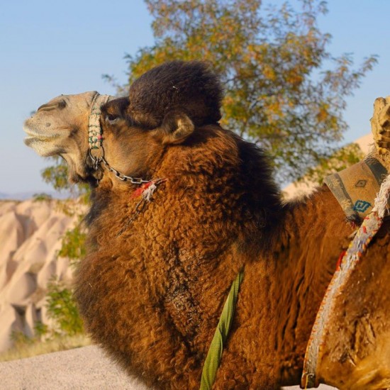 Cappadocia Camel Riding